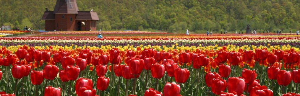 Sakura Tulip Festival, Japan