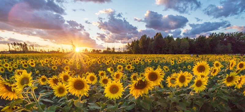 Sunflower fields, Italy