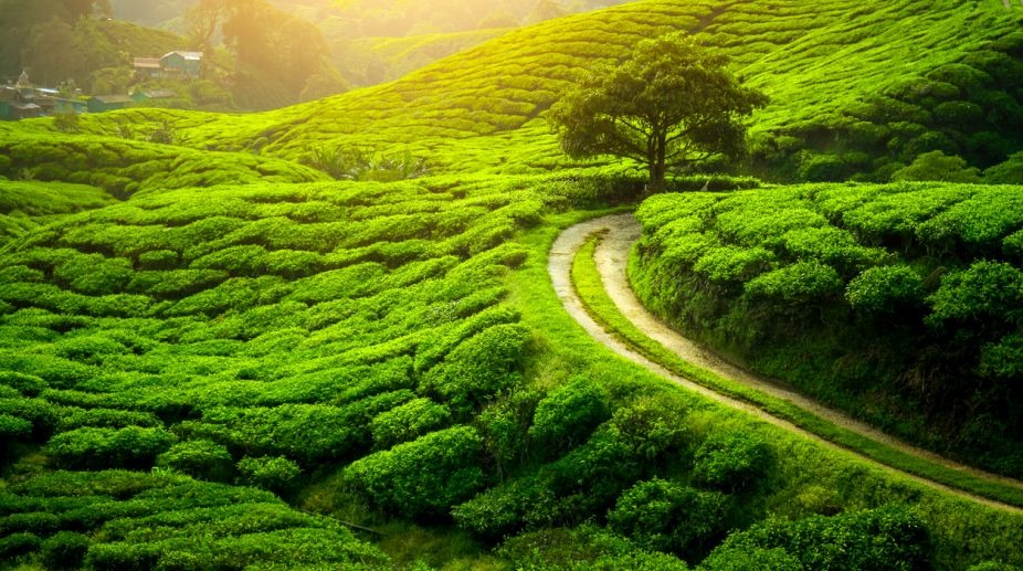 tea gardens in india